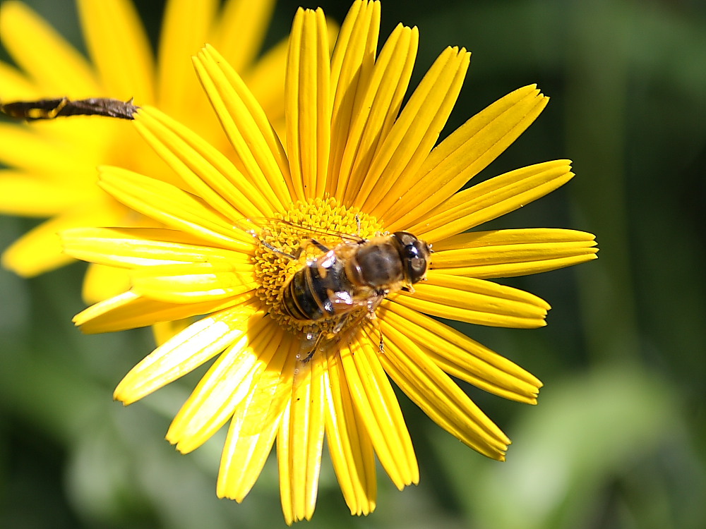 Eristalis cf. tenax  F (Syrphidae)