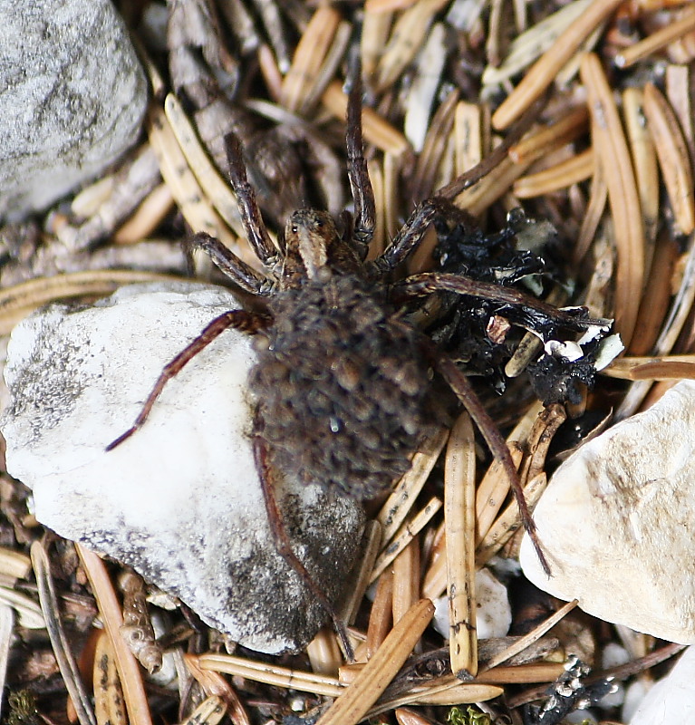 Lycosidae