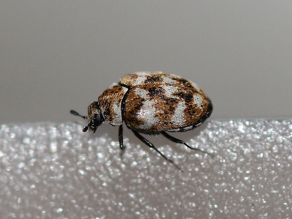 Coleottero da identificare