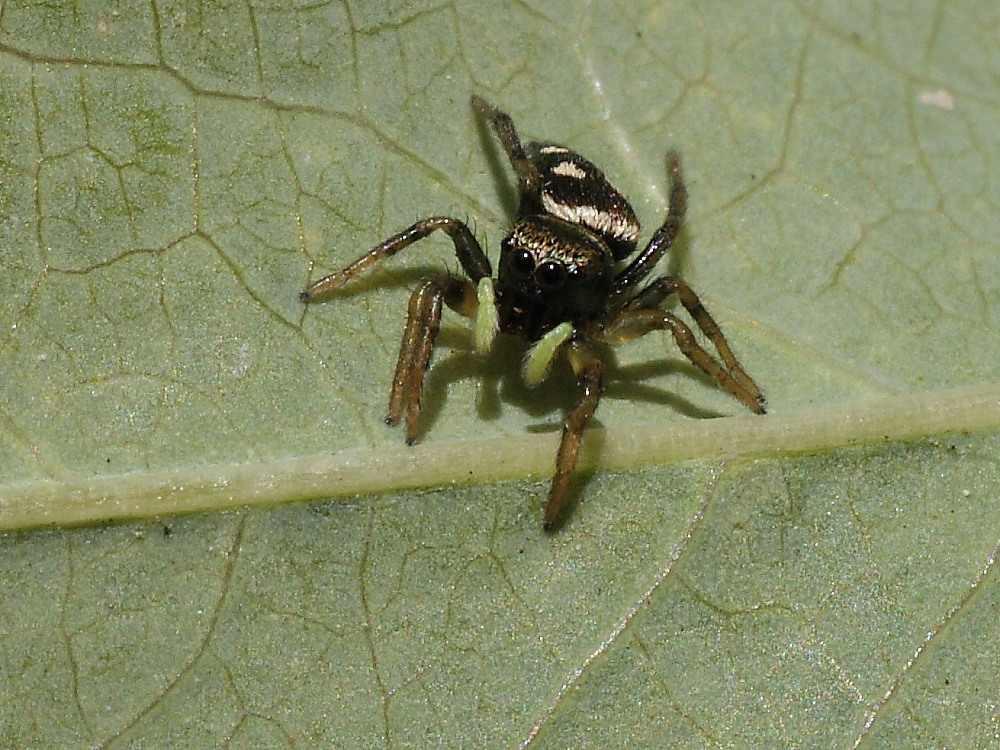 Heliophanus sp.