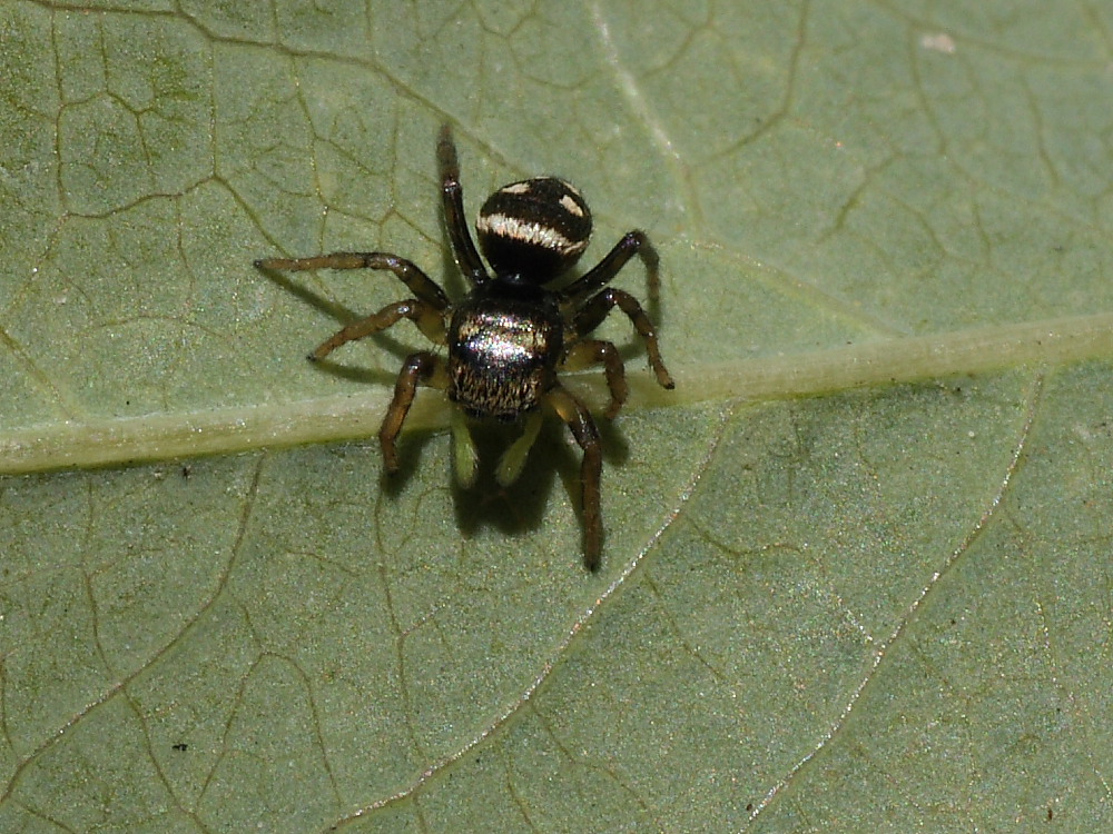 Heliophanus sp.
