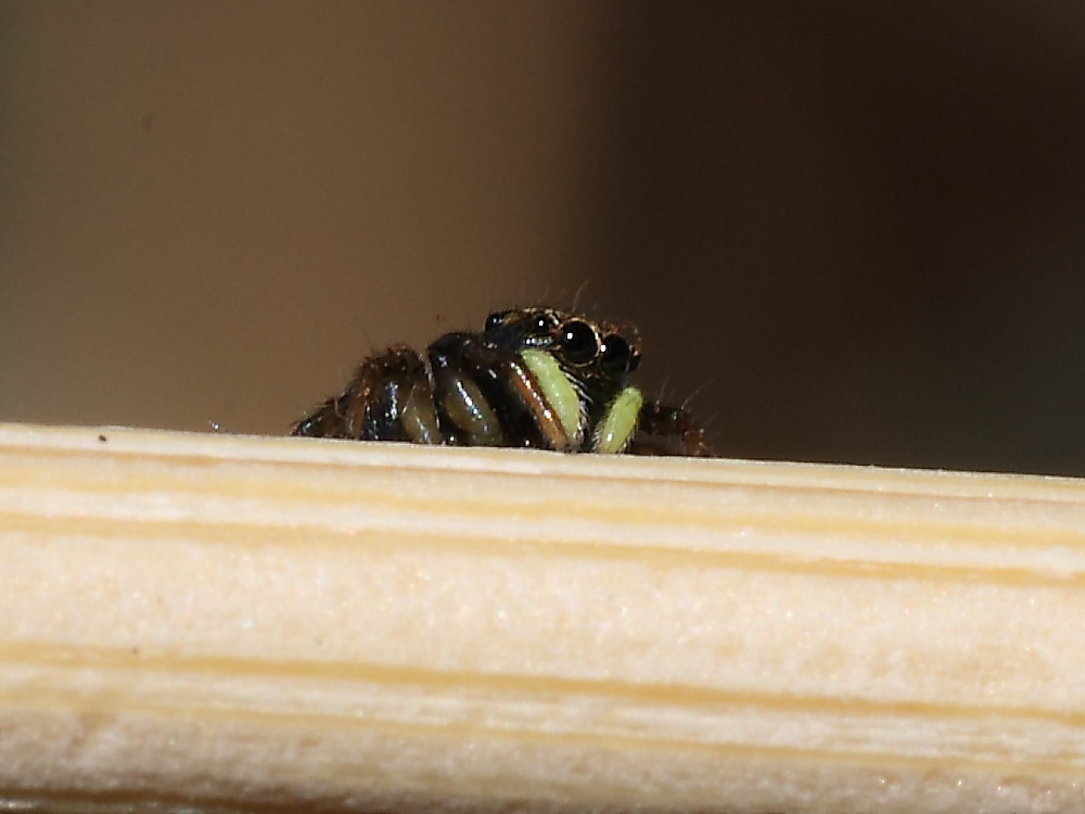 Heliophanus sp.