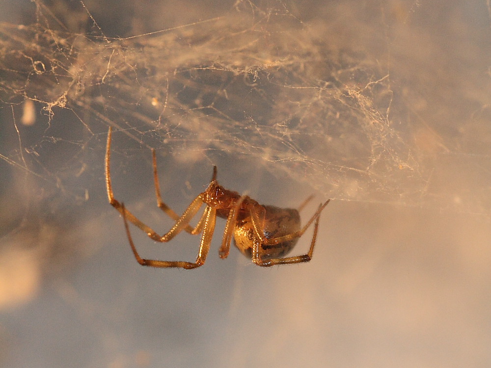 Steatoda triangulosa