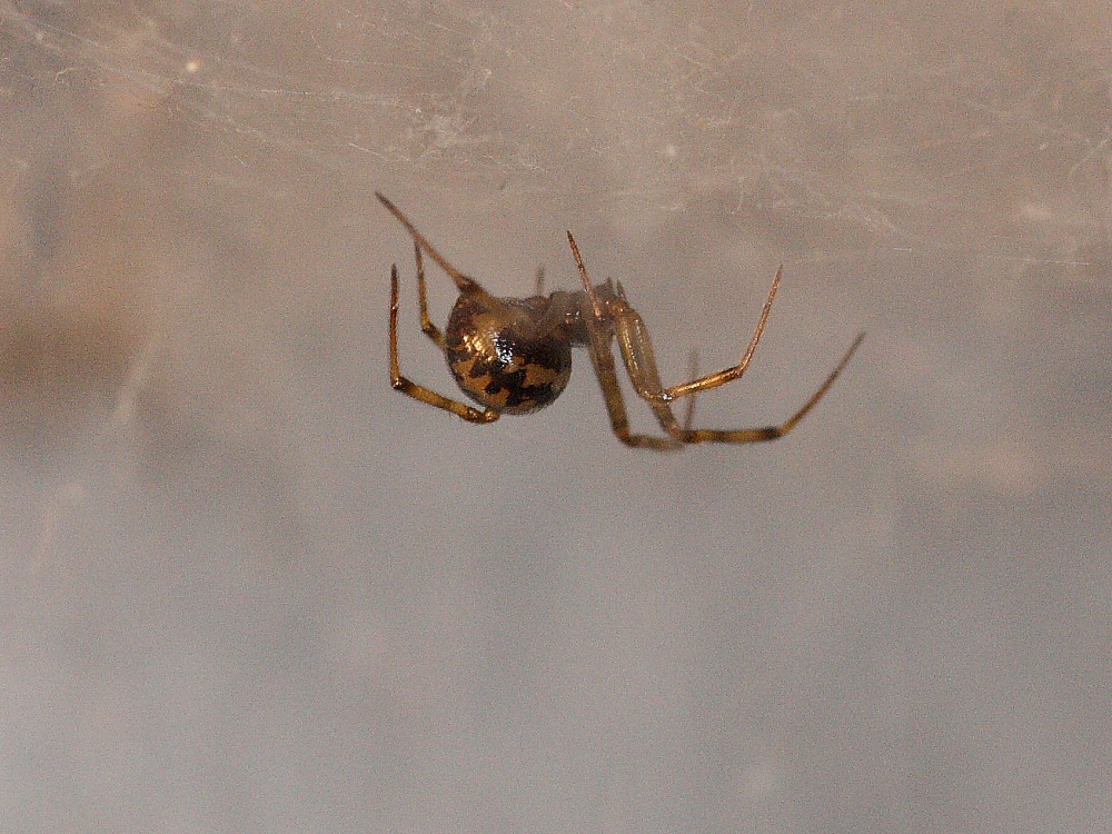 Steatoda triangulosa