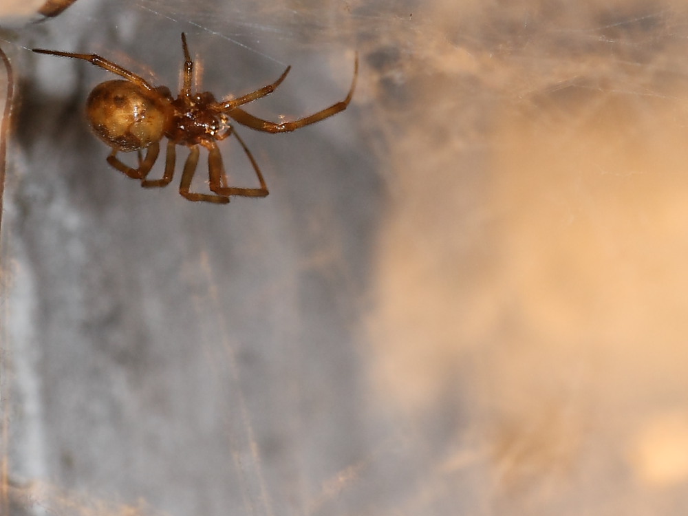 Steatoda triangulosa