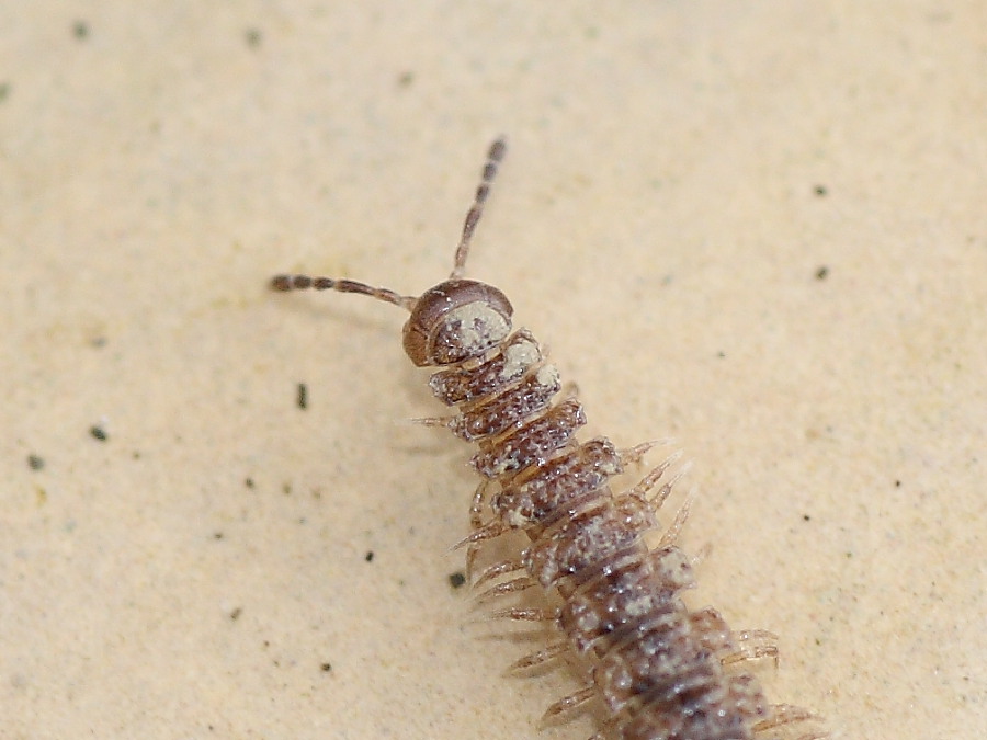Polydesmidae: Polydesmus sp.