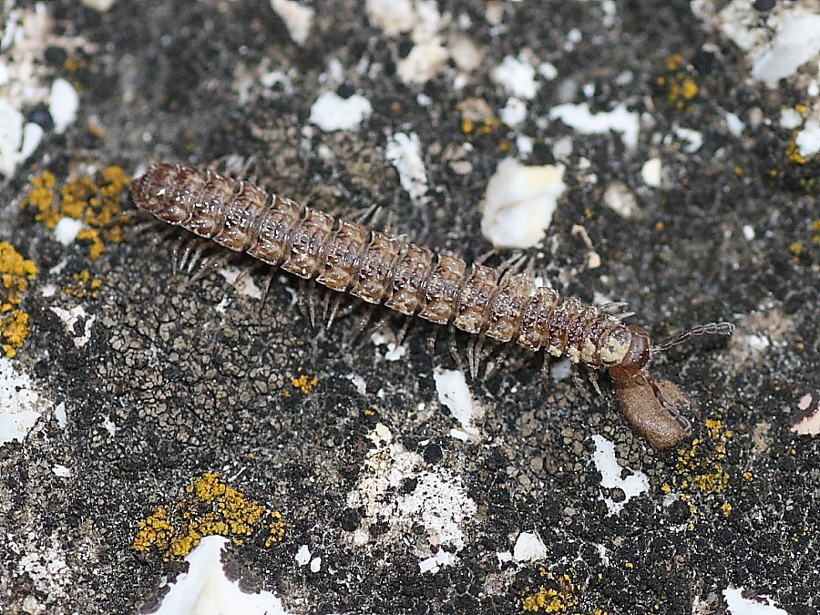 Polydesmidae: Polydesmus sp.