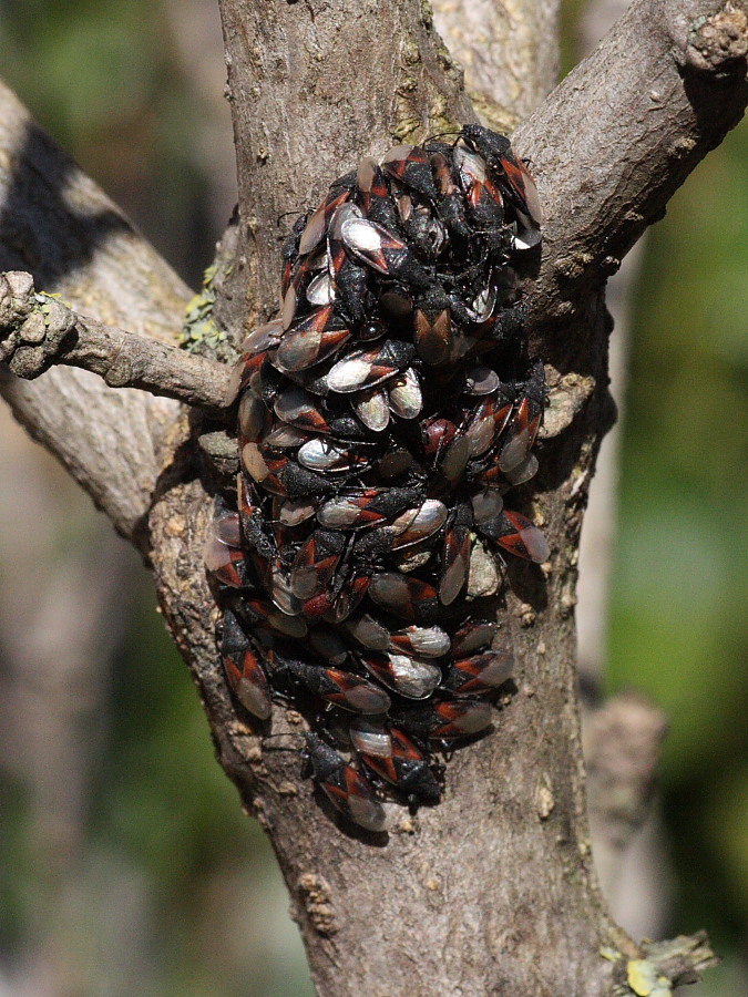Agglomerazione di Oxycarenus lavaterae