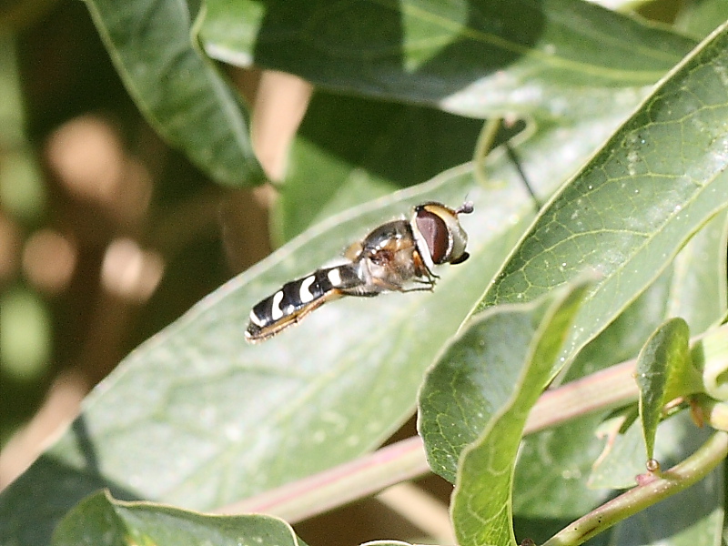 Scaeva pyrastri in volo
