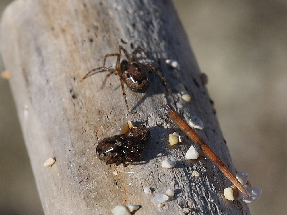 Enoplognatha sp.