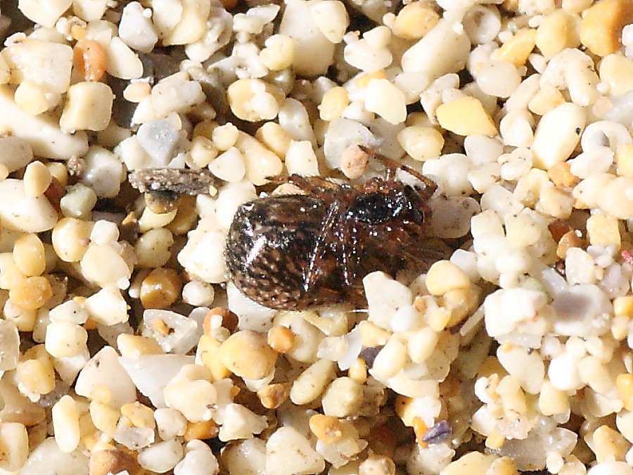 Enoplognatha sp.