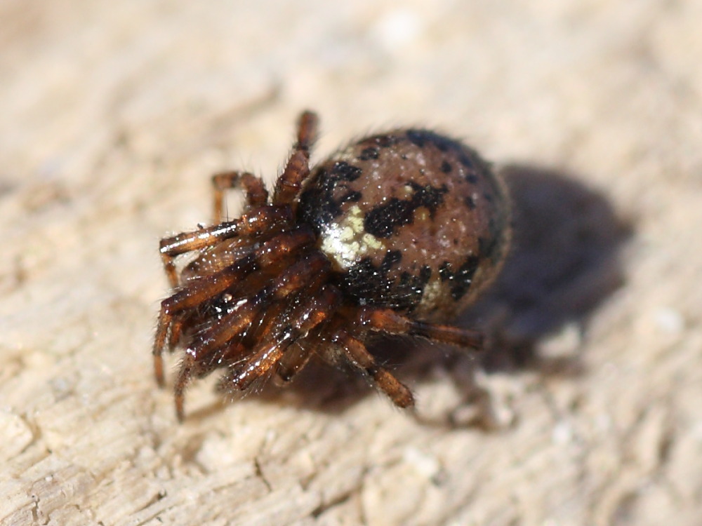 Enoplognatha sp.