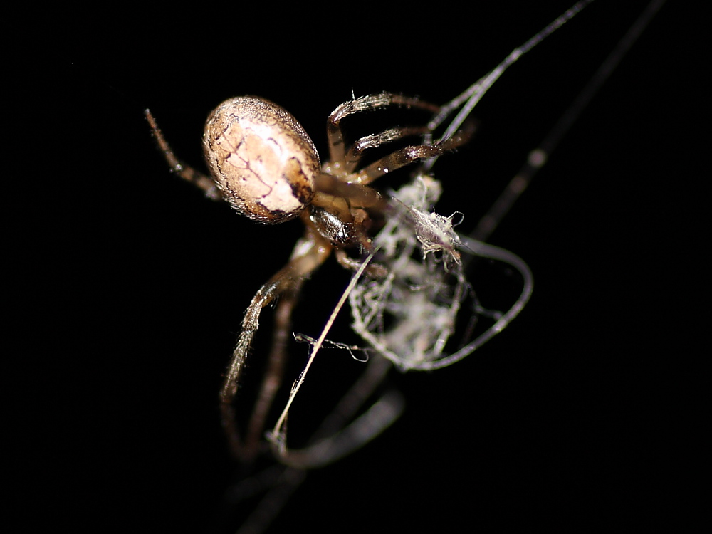 Zygiella sp.