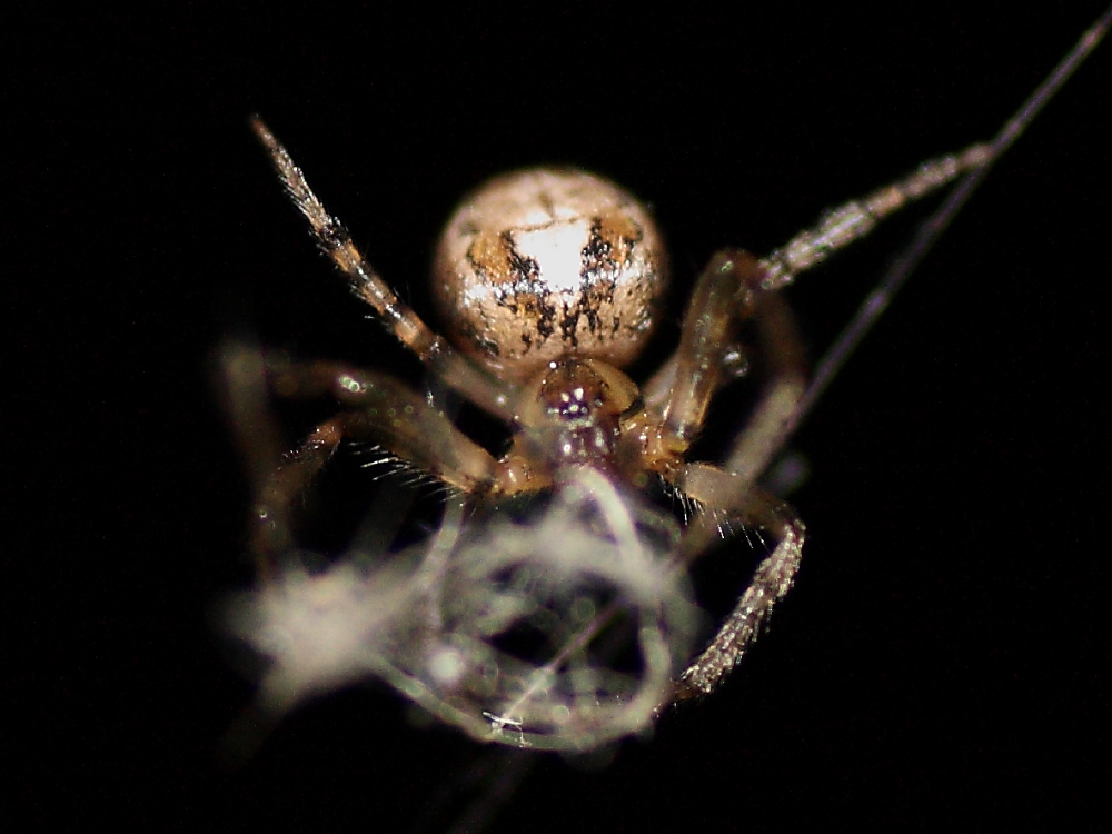 Zygiella sp.
