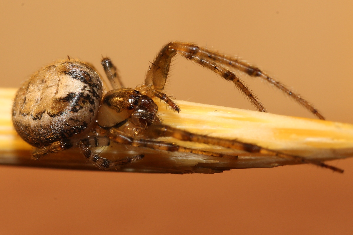 Zygiella sp.
