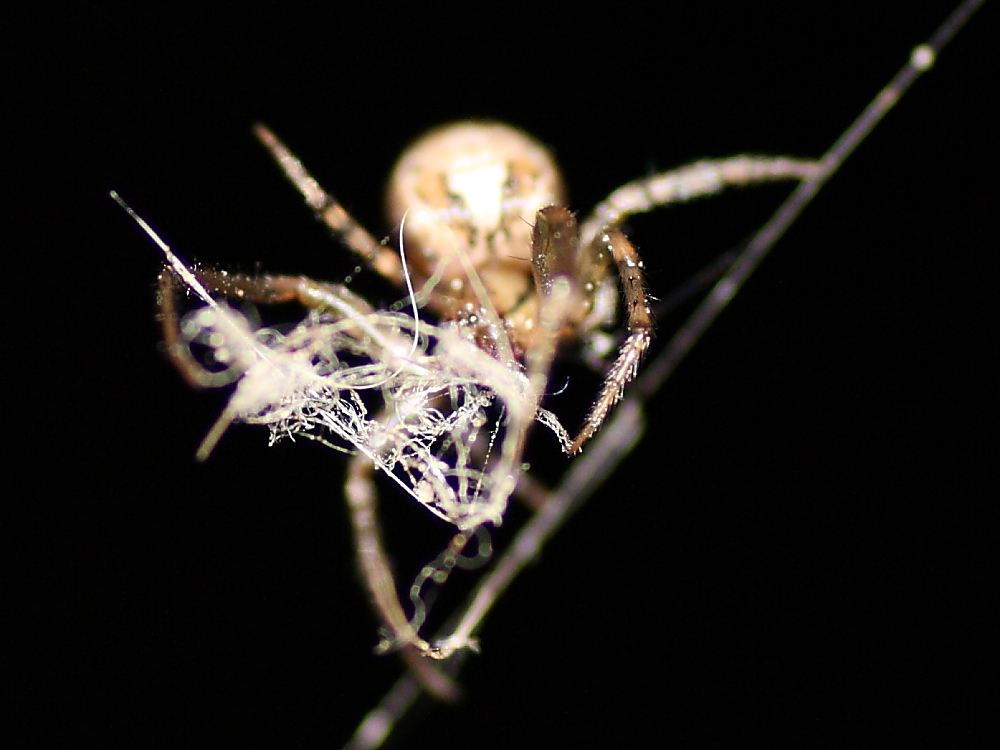 Zygiella sp.