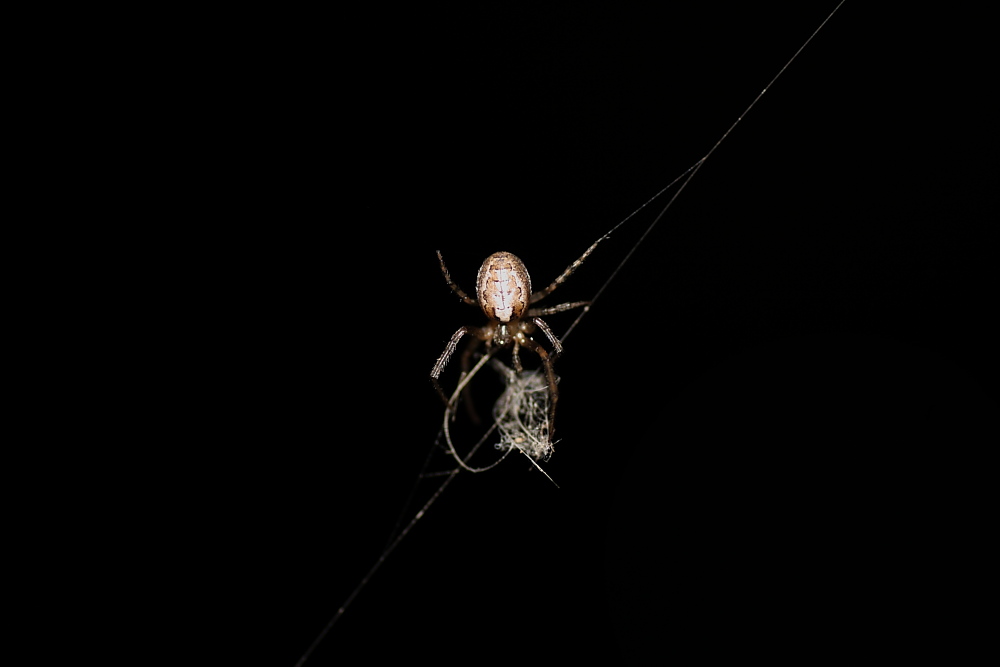 Zygiella sp.