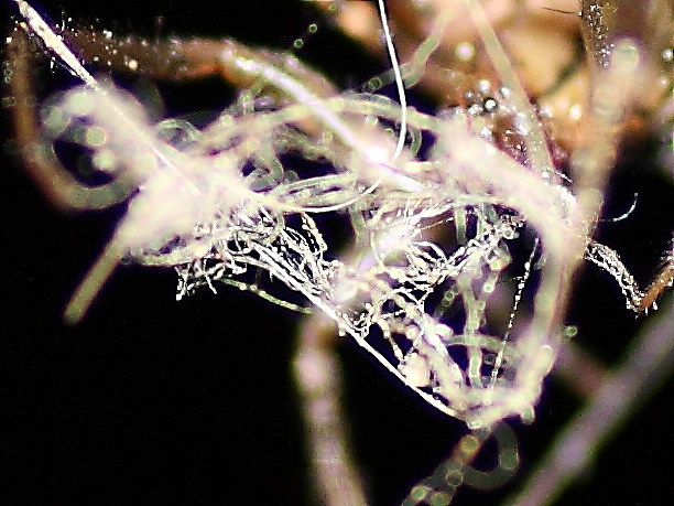 Zygiella sp.