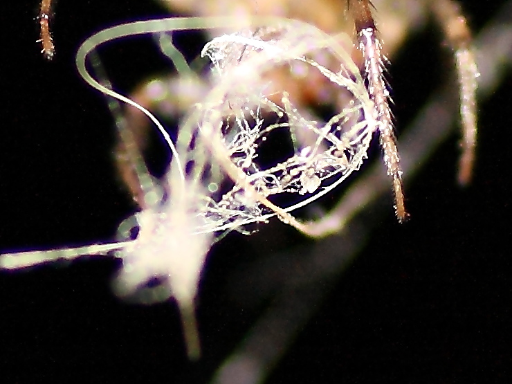 Zygiella sp.