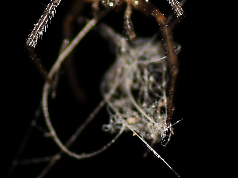 Zygiella sp.