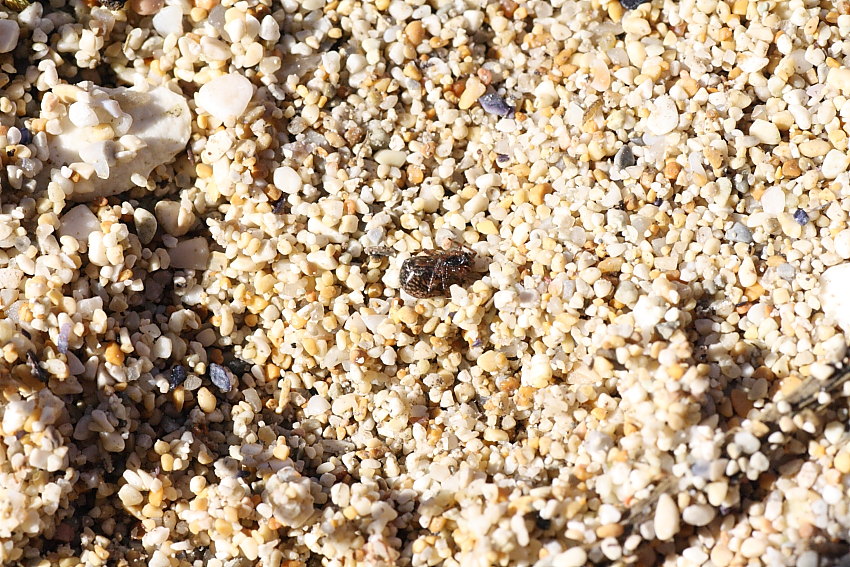 Enoplognatha sp.
