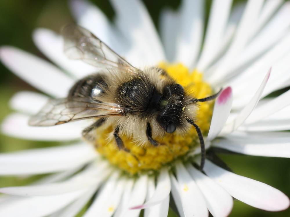 maschio di Andrena sp.