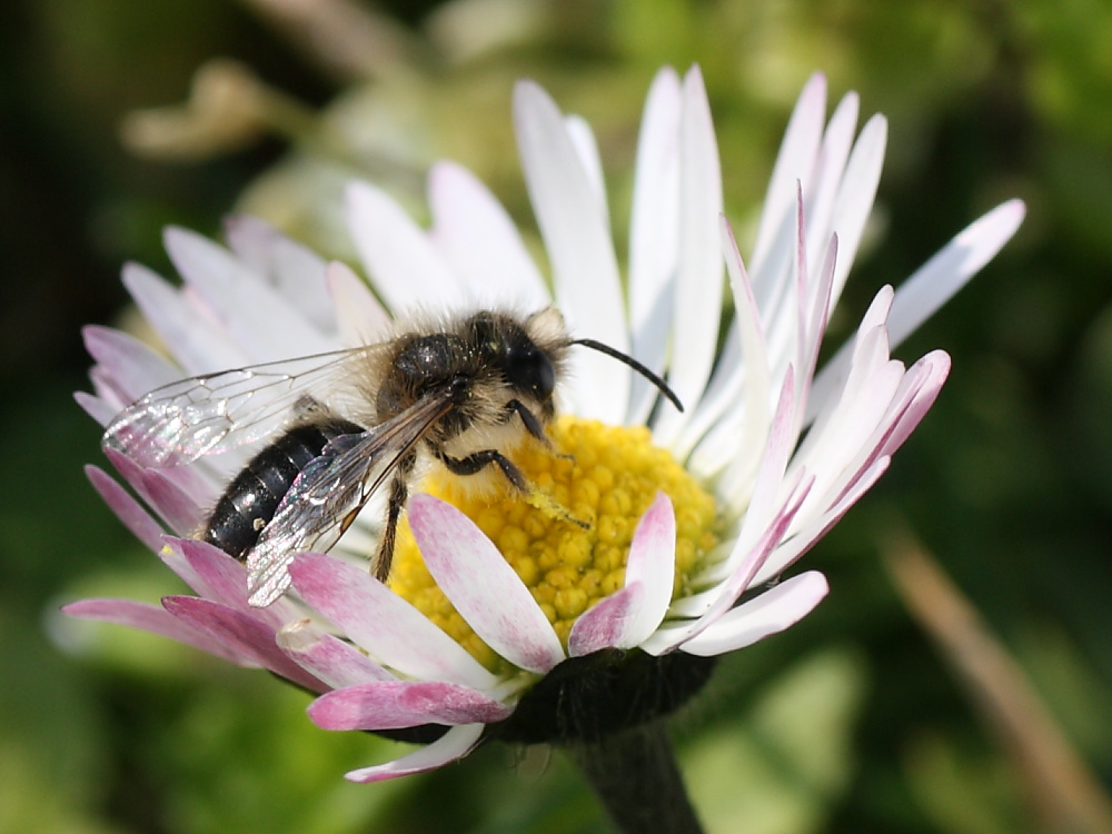 maschio di Andrena sp.