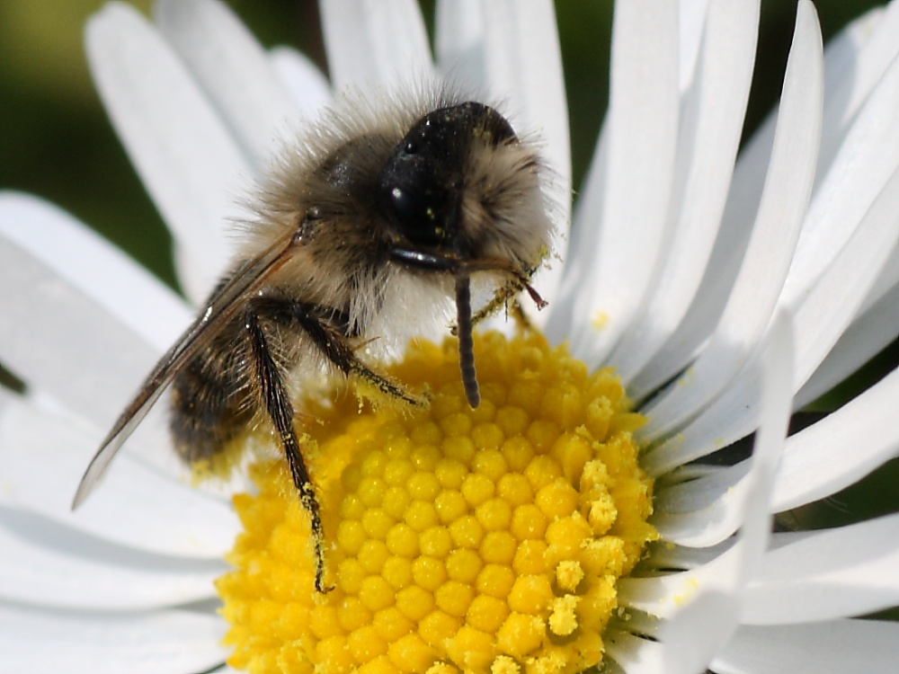 maschio di Andrena sp.