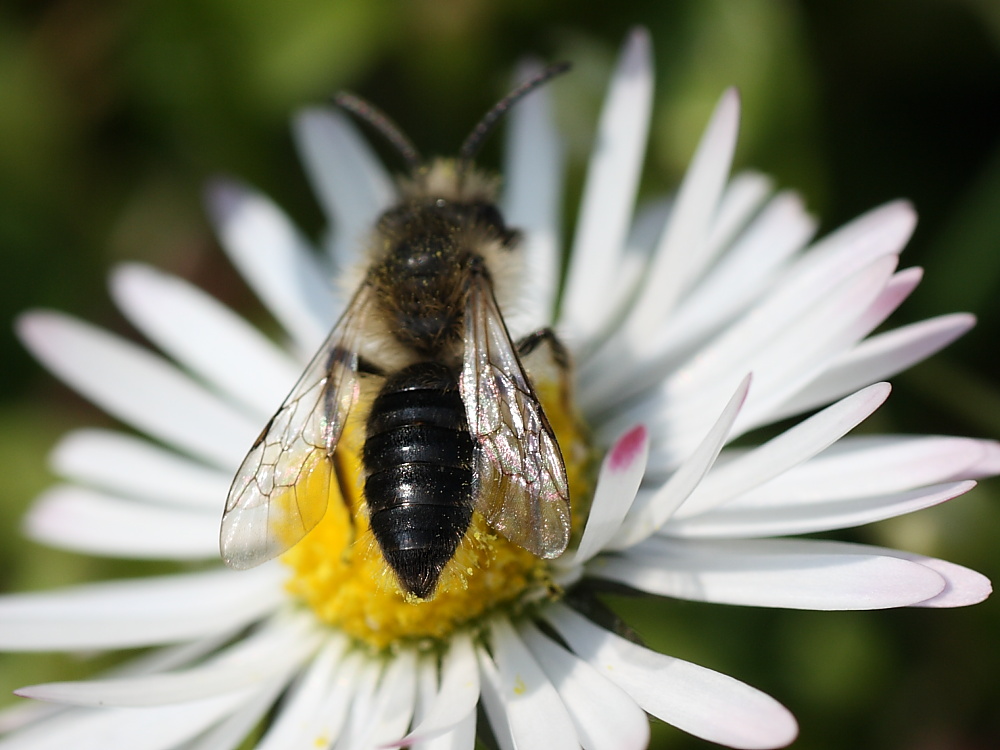 maschio di Andrena sp.