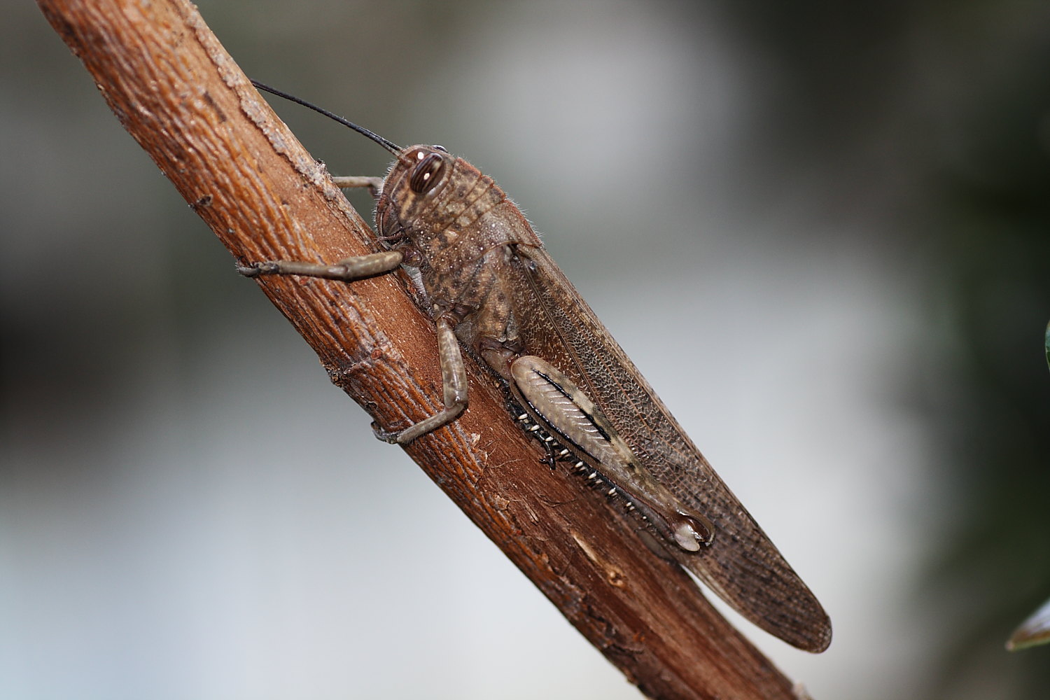 Anacridium aegyptium