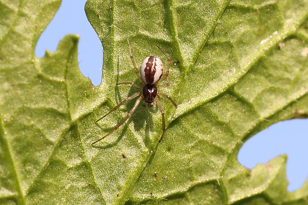 Linyphiidae