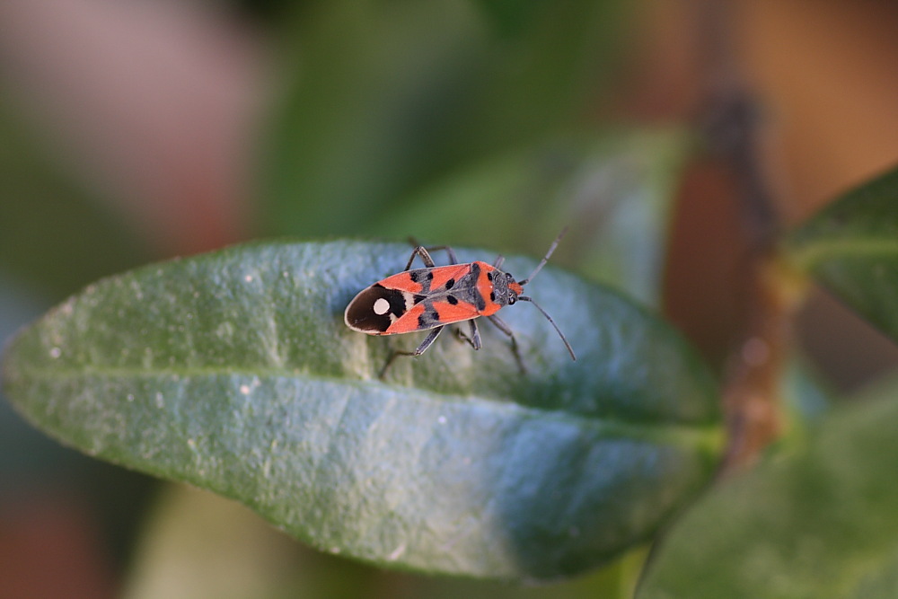 Lygaeus equestris