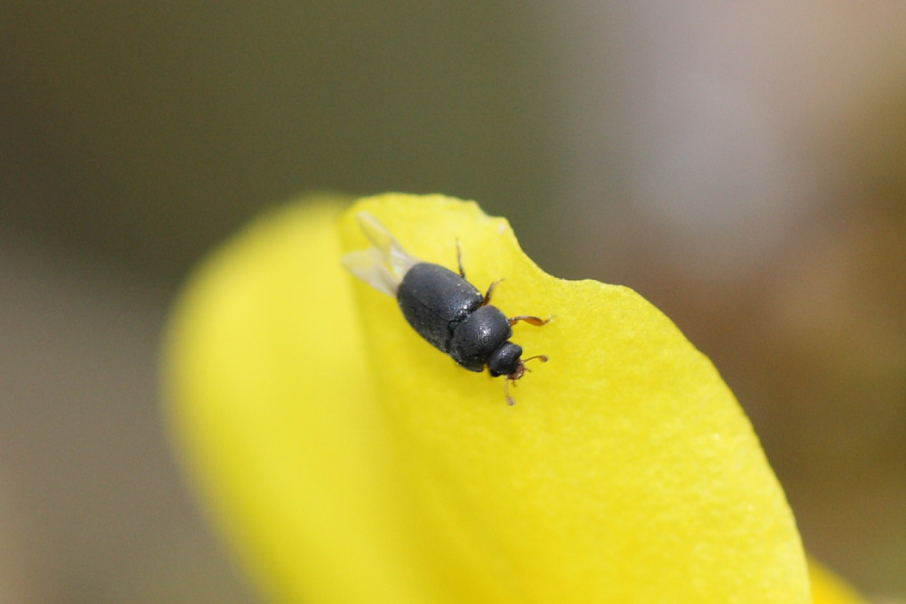 Dermestidae Attagenus ???No, Meligethes (Nitidulidae)