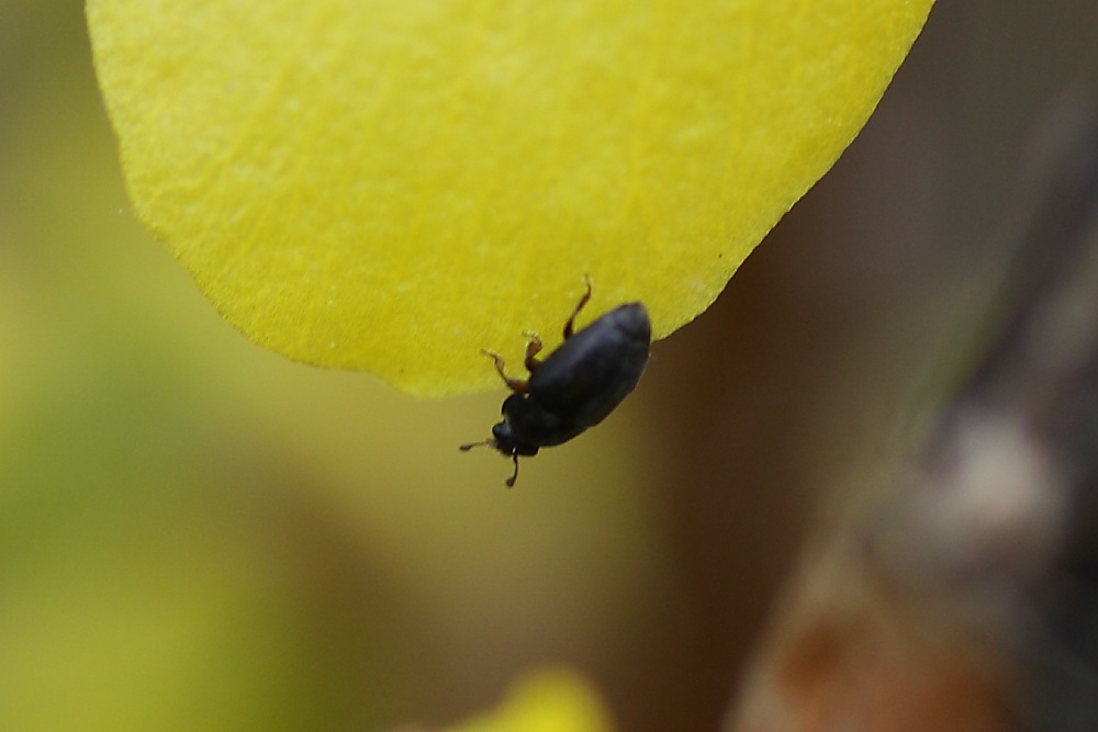 Dermestidae Attagenus ???No, Meligethes (Nitidulidae)