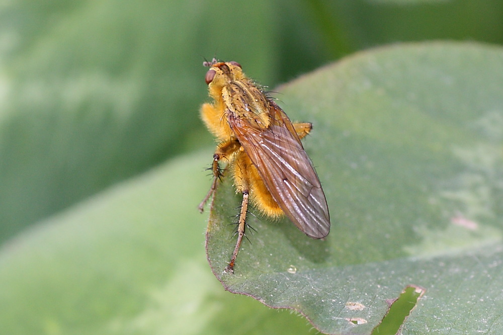 Scathophaga stercoraria M (Scathophagidae)