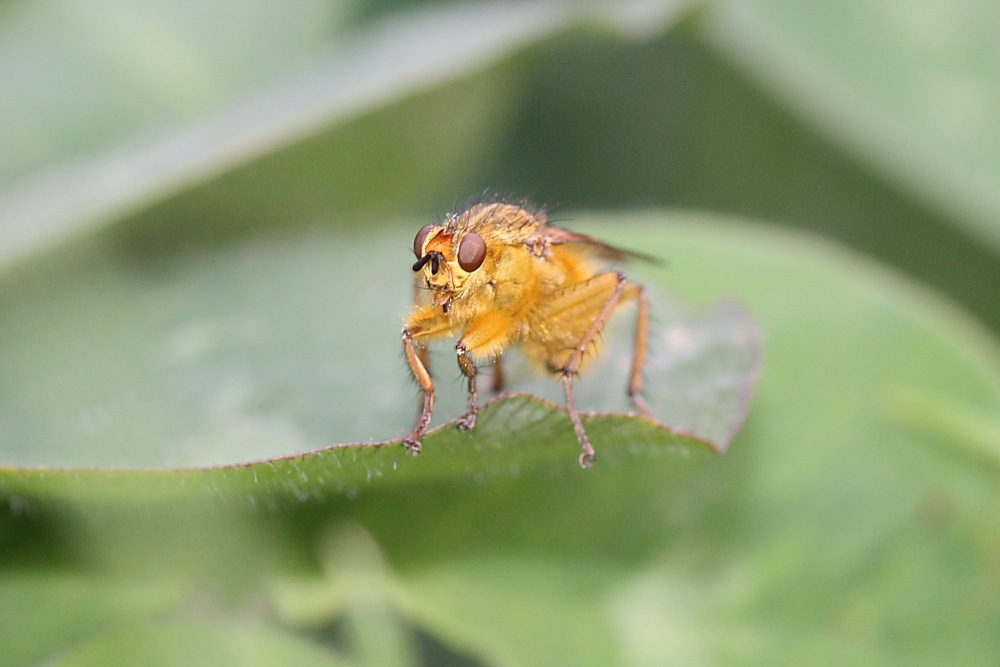 Scathophaga stercoraria M (Scathophagidae)