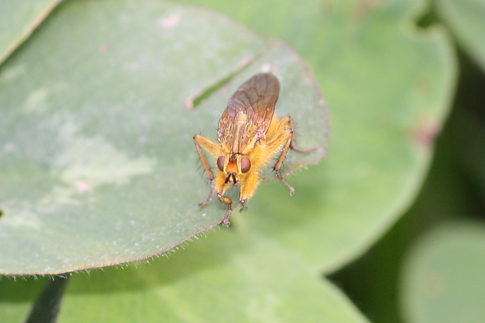 Scathophaga stercoraria M (Scathophagidae)