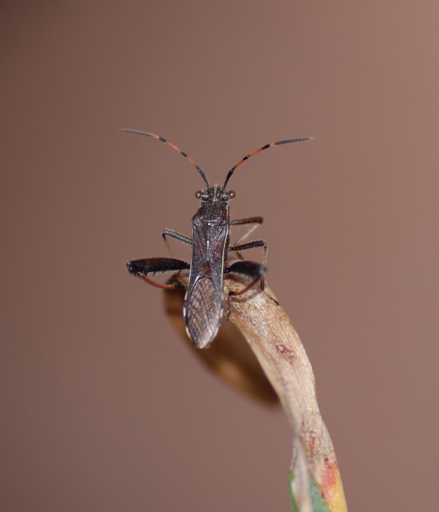 Camptopus lateralis ?
