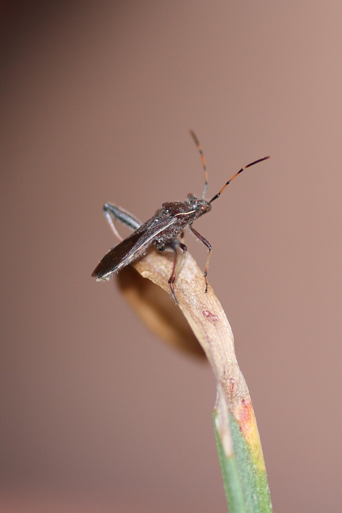 Camptopus lateralis ?