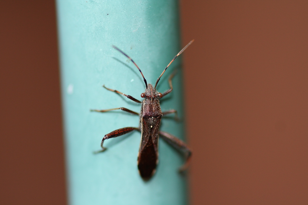 Camptopus lateralis ?