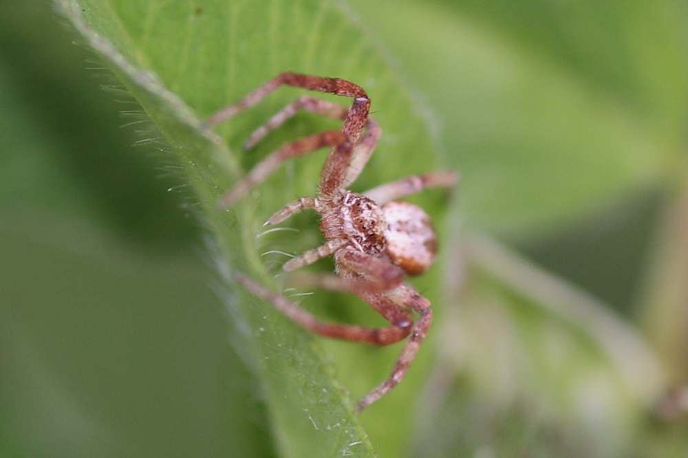 Philodromus sp.