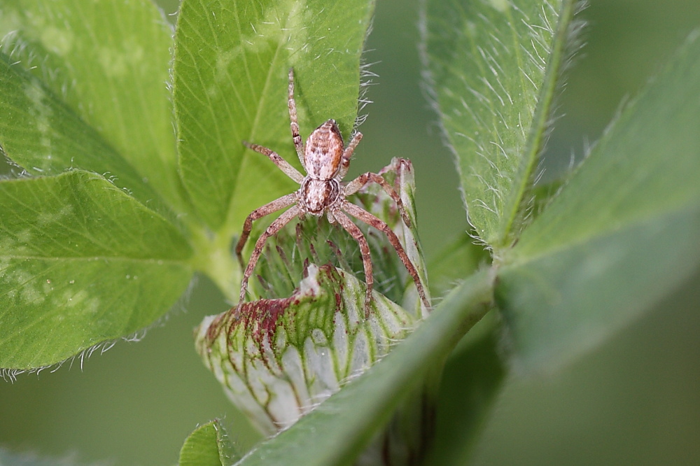 Philodromus sp.