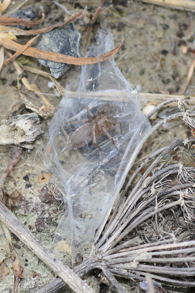 Gnaphosidae