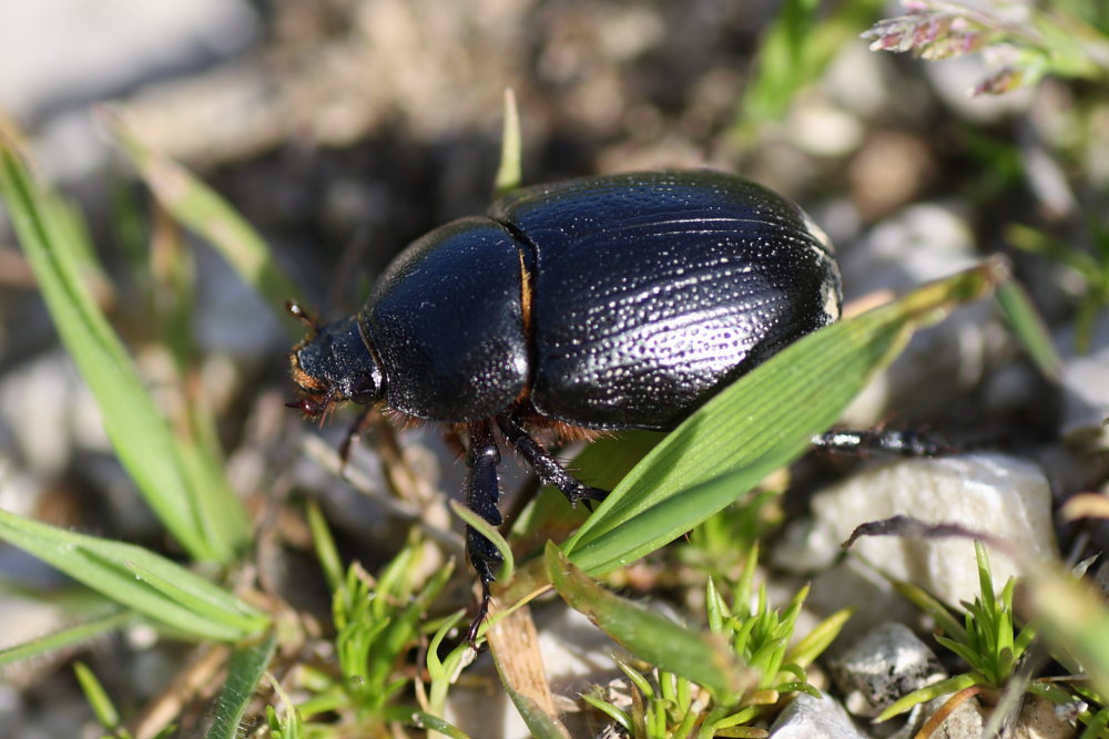 Geotrupes spiniger ? No, Pentodon bidens