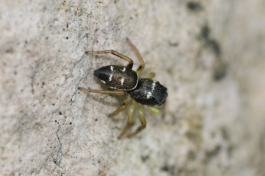 Heliophanus cupreus?