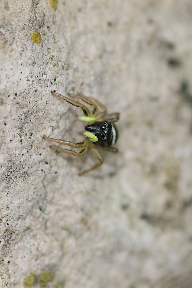 Heliophanus cupreus?