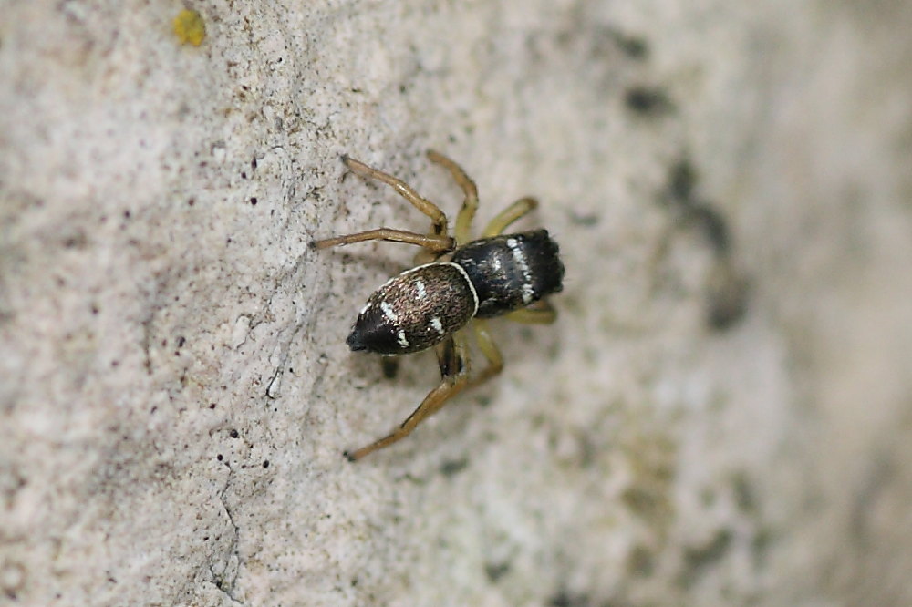 Heliophanus cupreus?