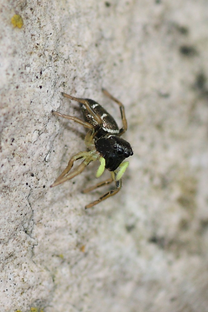 Heliophanus cupreus?
