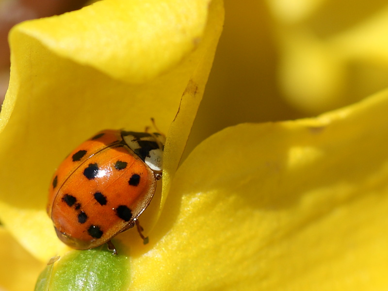 Harmonia axyridis ?