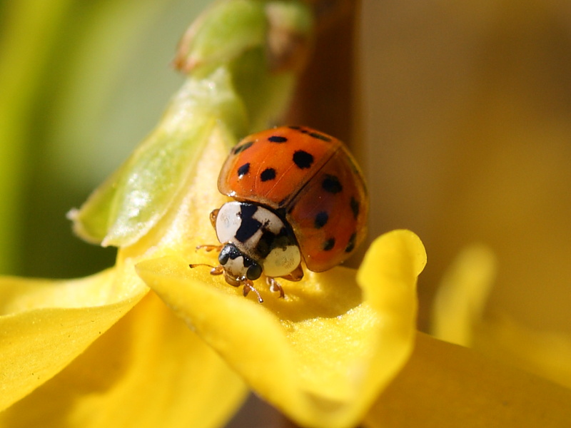 Harmonia axyridis ?